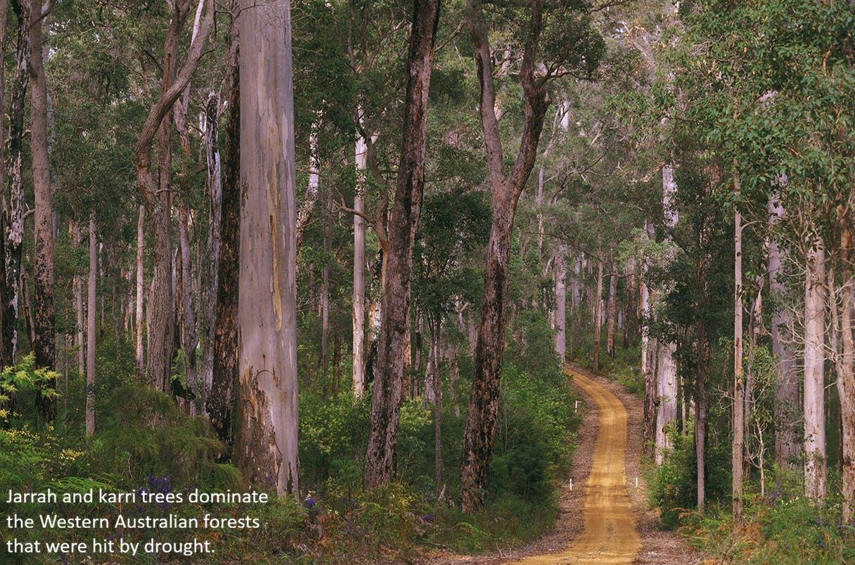 EarthStuff - To Predict Tree Death, Scientists Tapped Gamma Rays To Peer Underground