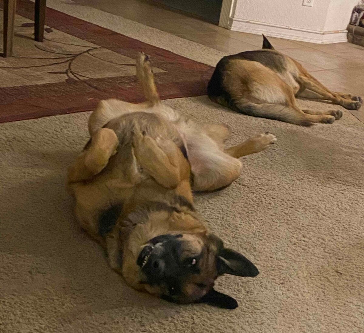 Theo looking for tummy scratches