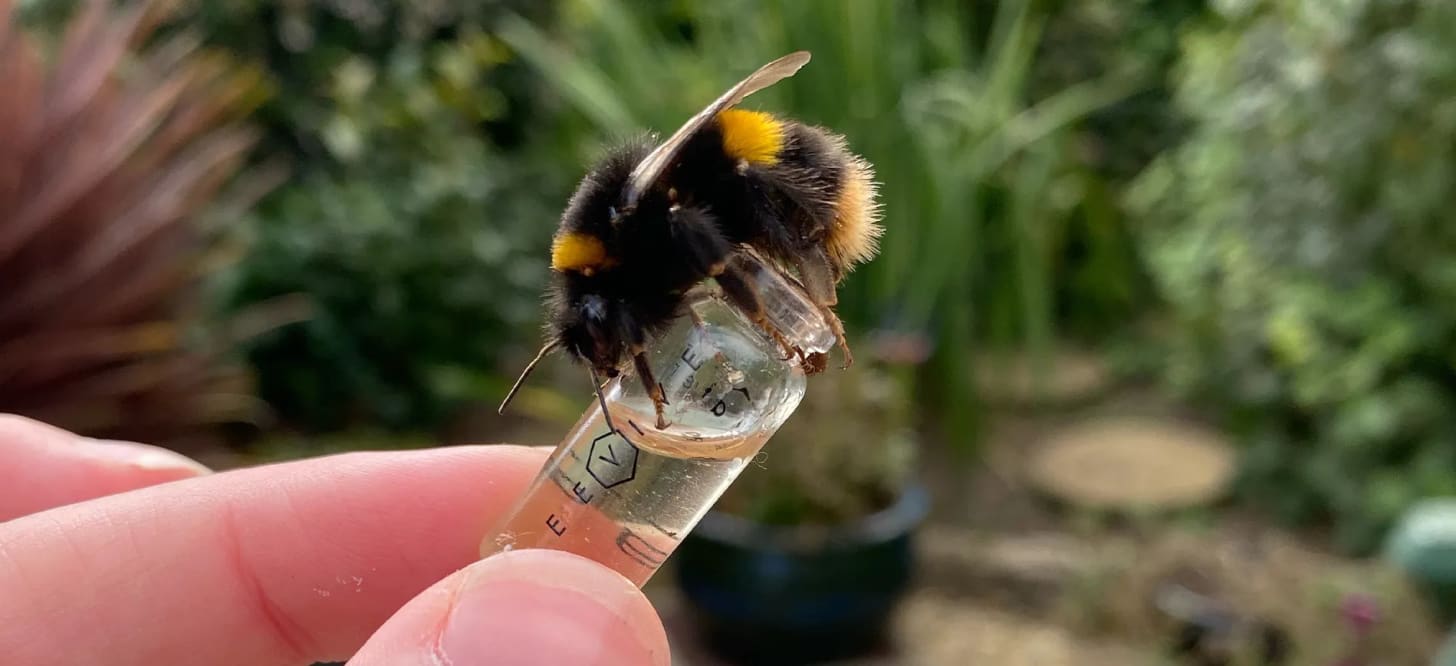 Bumblebee perched on glass vial held by fingers against green background.