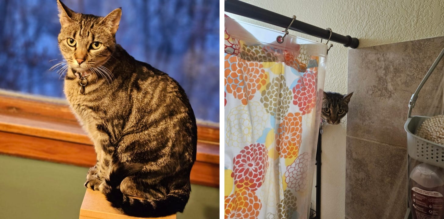 Gray Tabby Cat sitting on a pedestal and poking head around top of shower curtain.