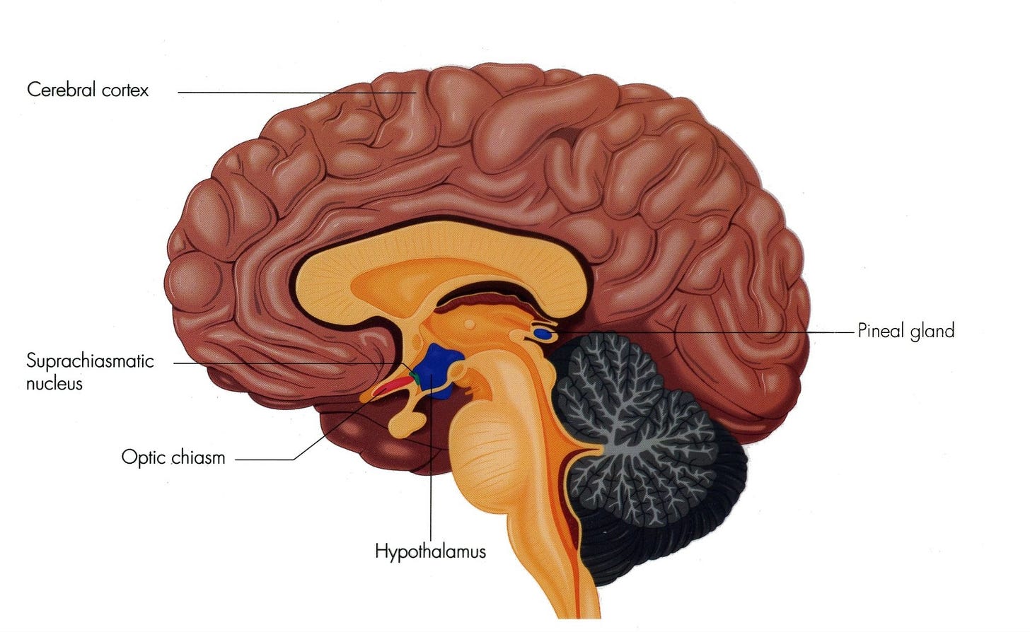Exosomes, Hypothalamus, and the Body Clock