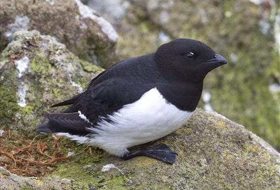 Dovekie