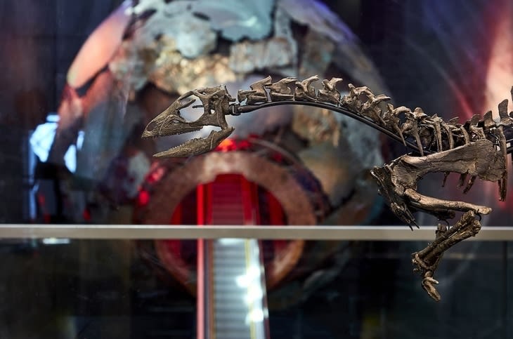 A tiny dinosaur at the NHM