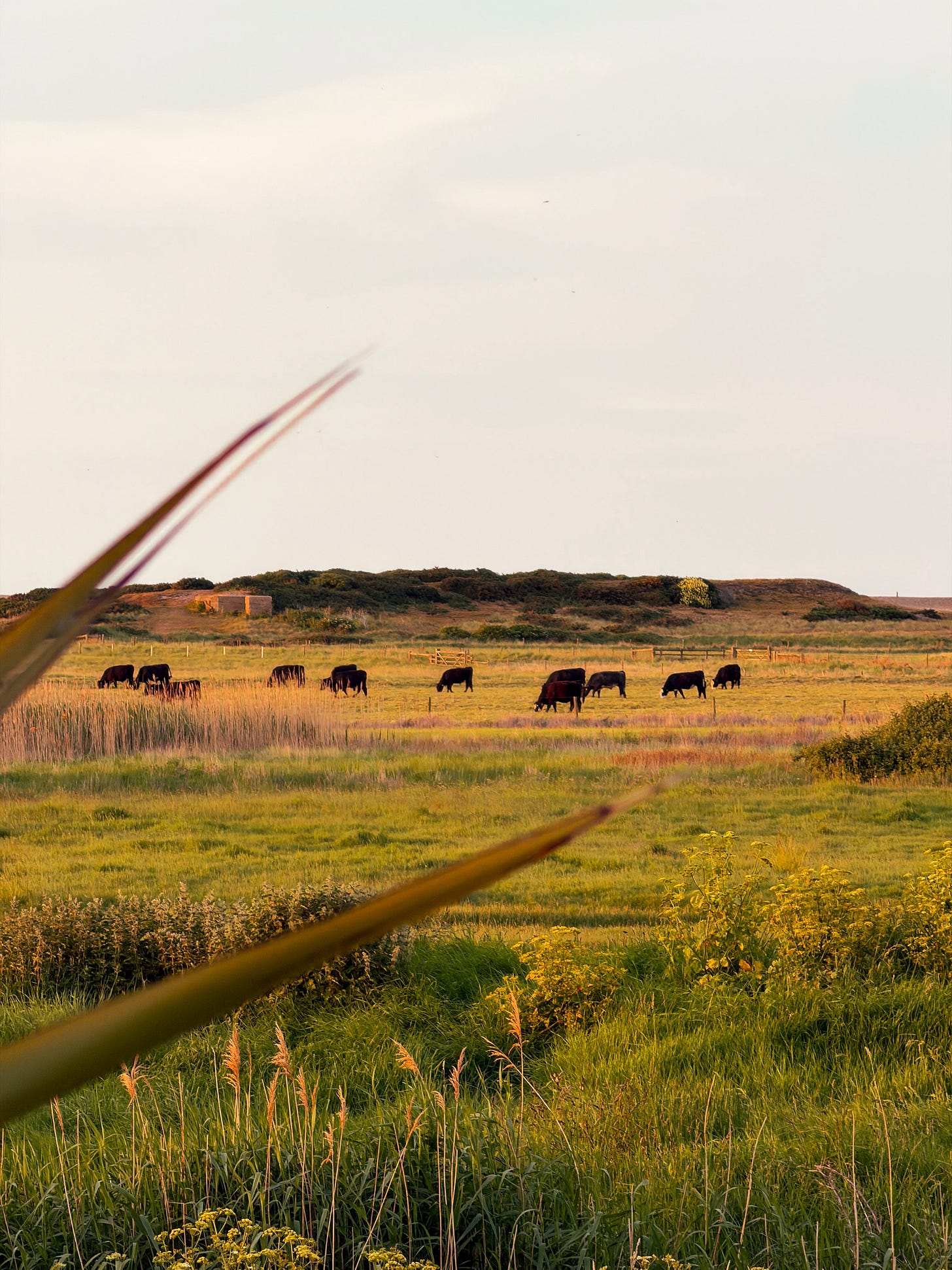 North Norfolk countryside