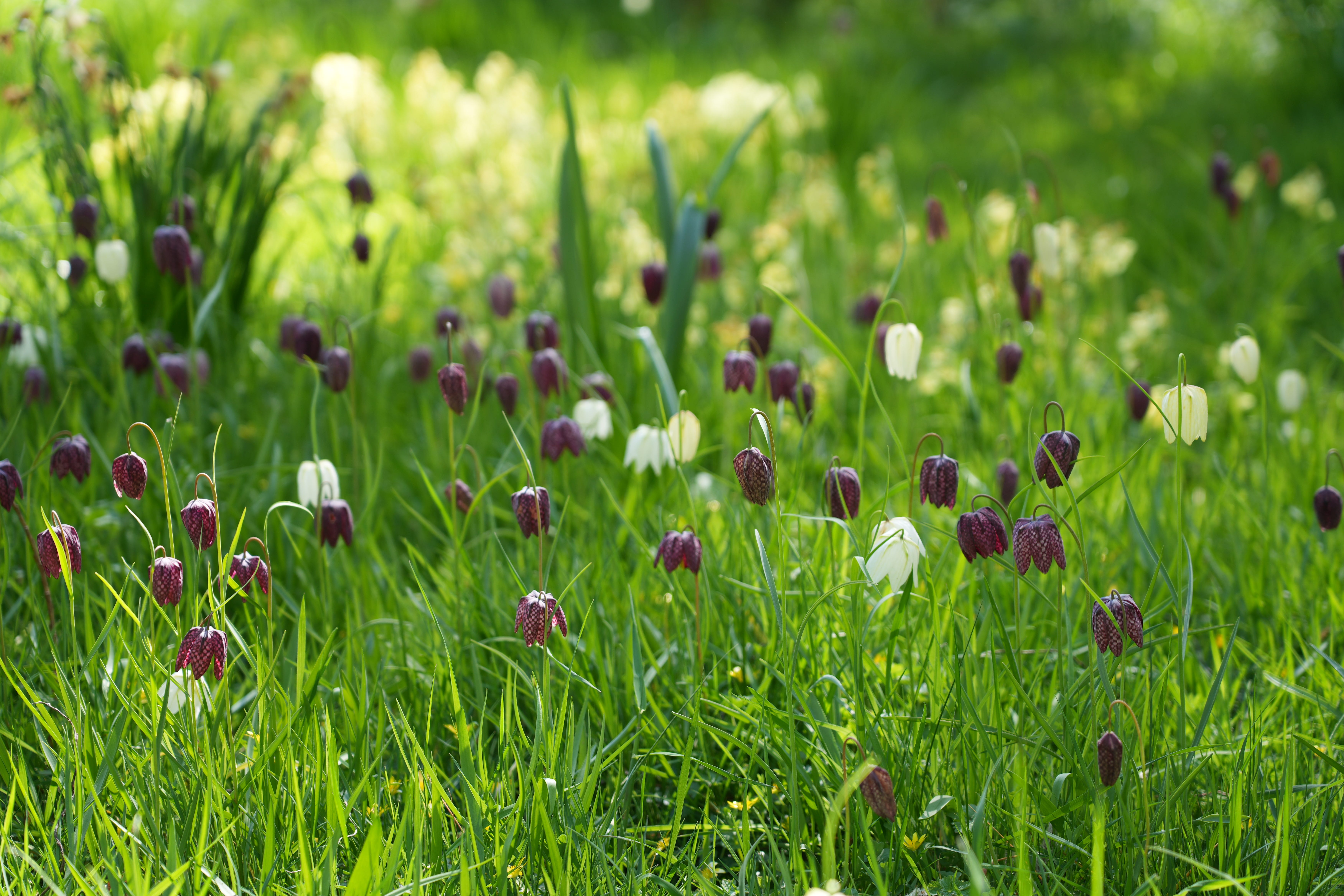 Snake’s Head Fritillaries growing in a field