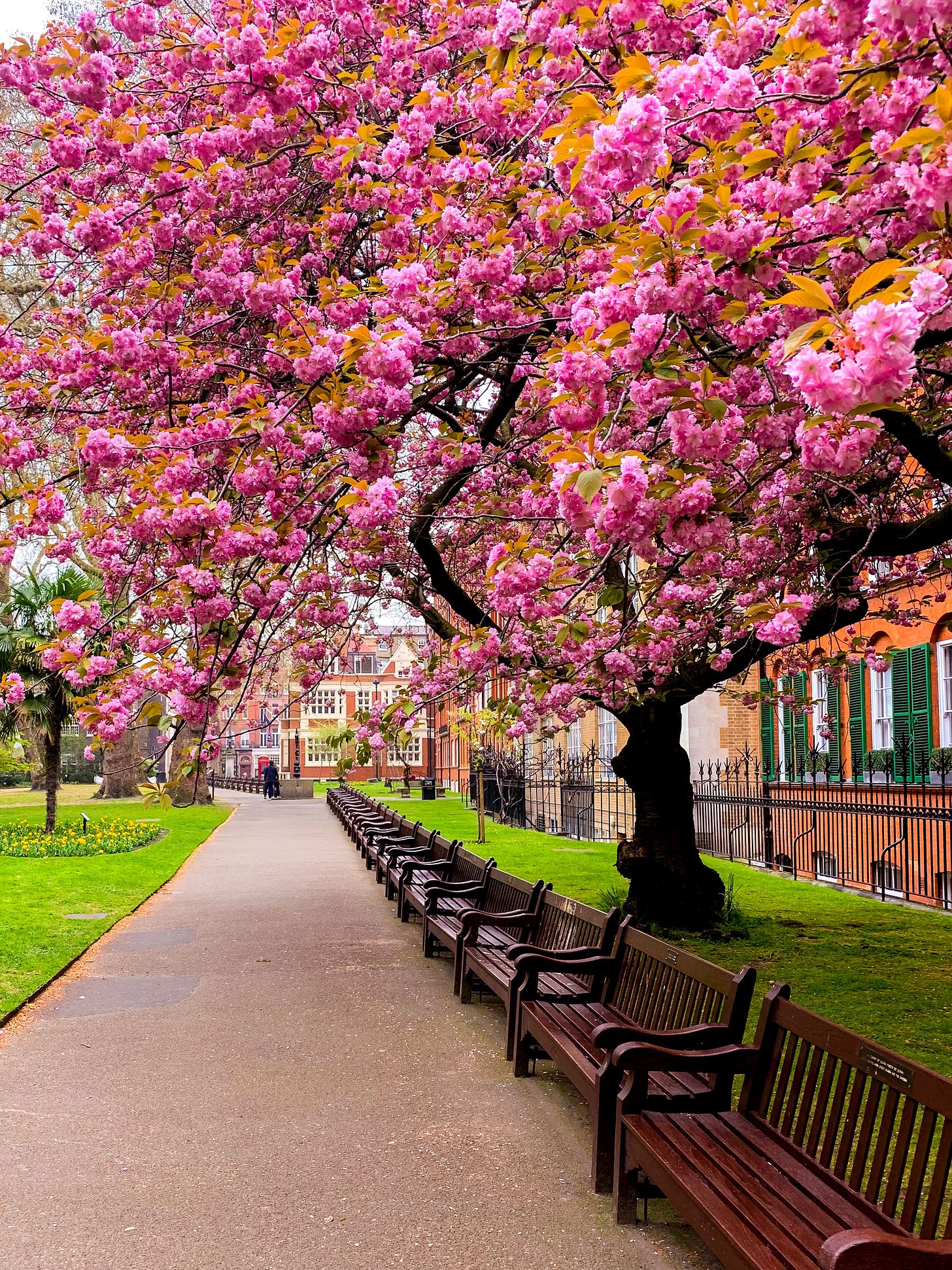 Cherry blossom season in London