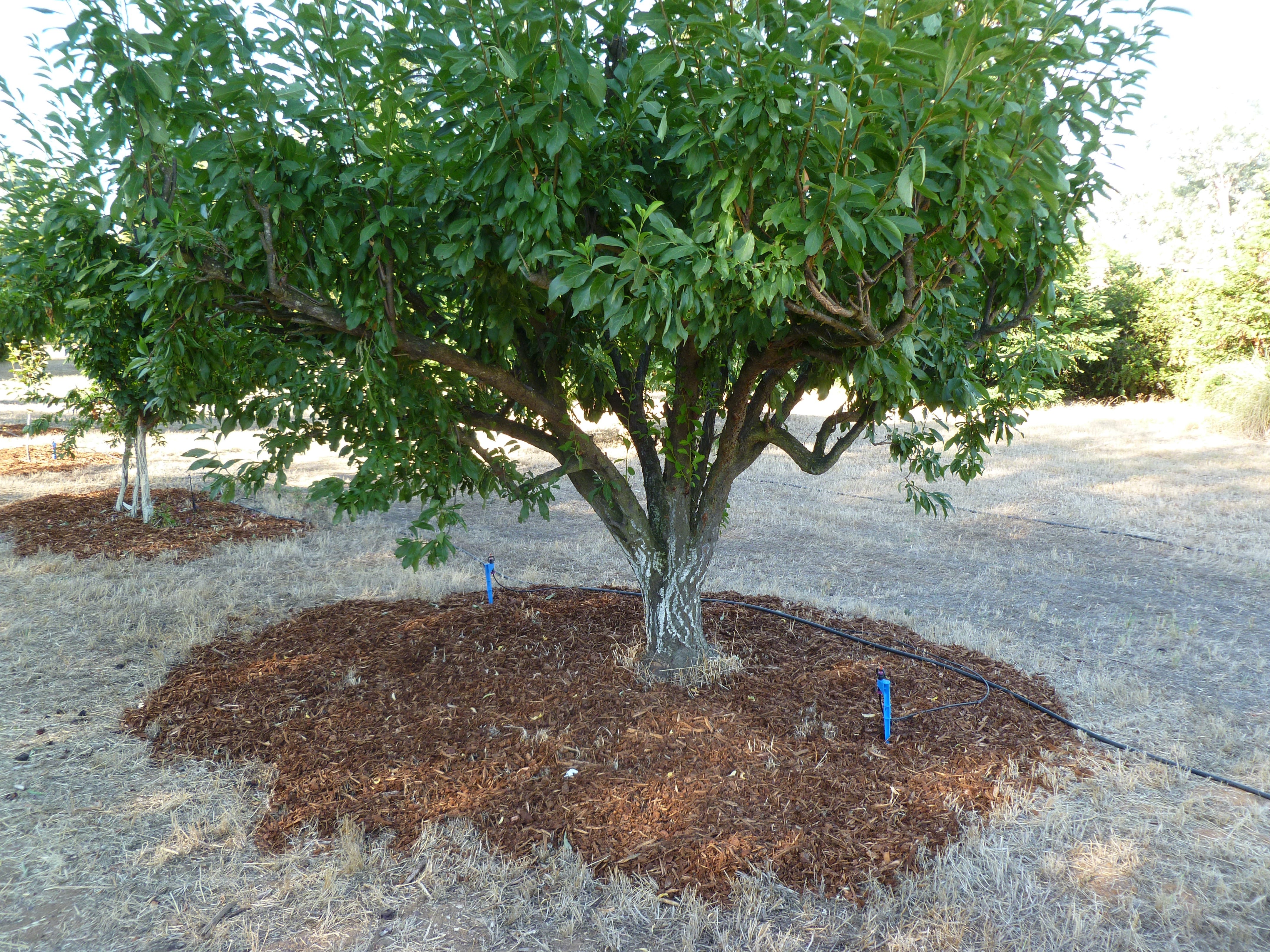 how to grow guava plant