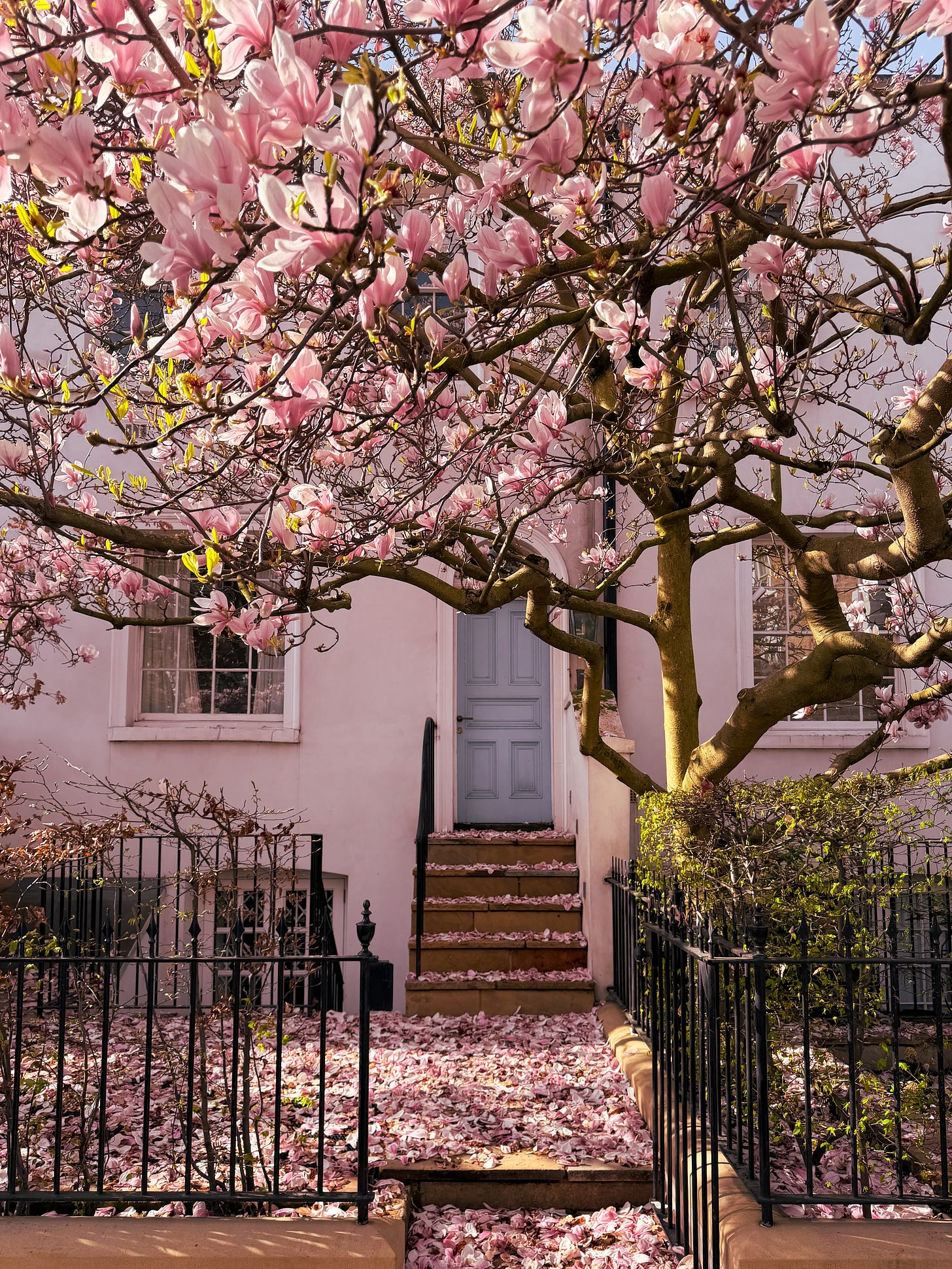 Magnolia season in London