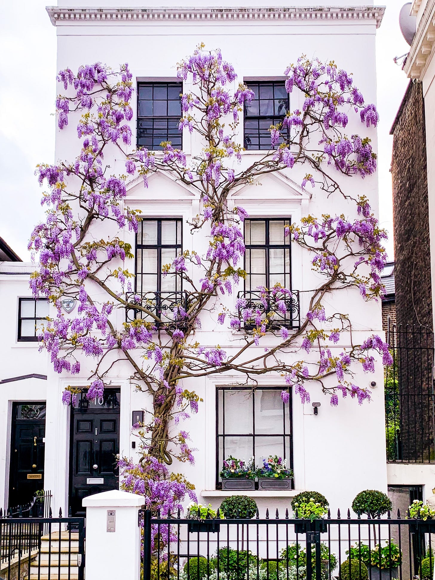 Wisteria season in London