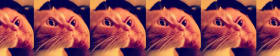 Pics of My Cats