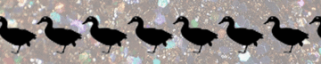 Wild Goose Chase 