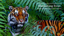 Marketing Roar