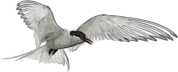 Accidental Vagrant - Harold’s Substack