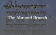 The Almond Branch
