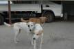 Animal Services Professionals