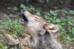 Refuge With Wolves