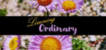 Limning the Ordinary