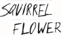 squirrel flower