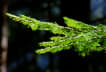 Unassailable Ecological
