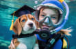 Legal Beagle Deep Dive