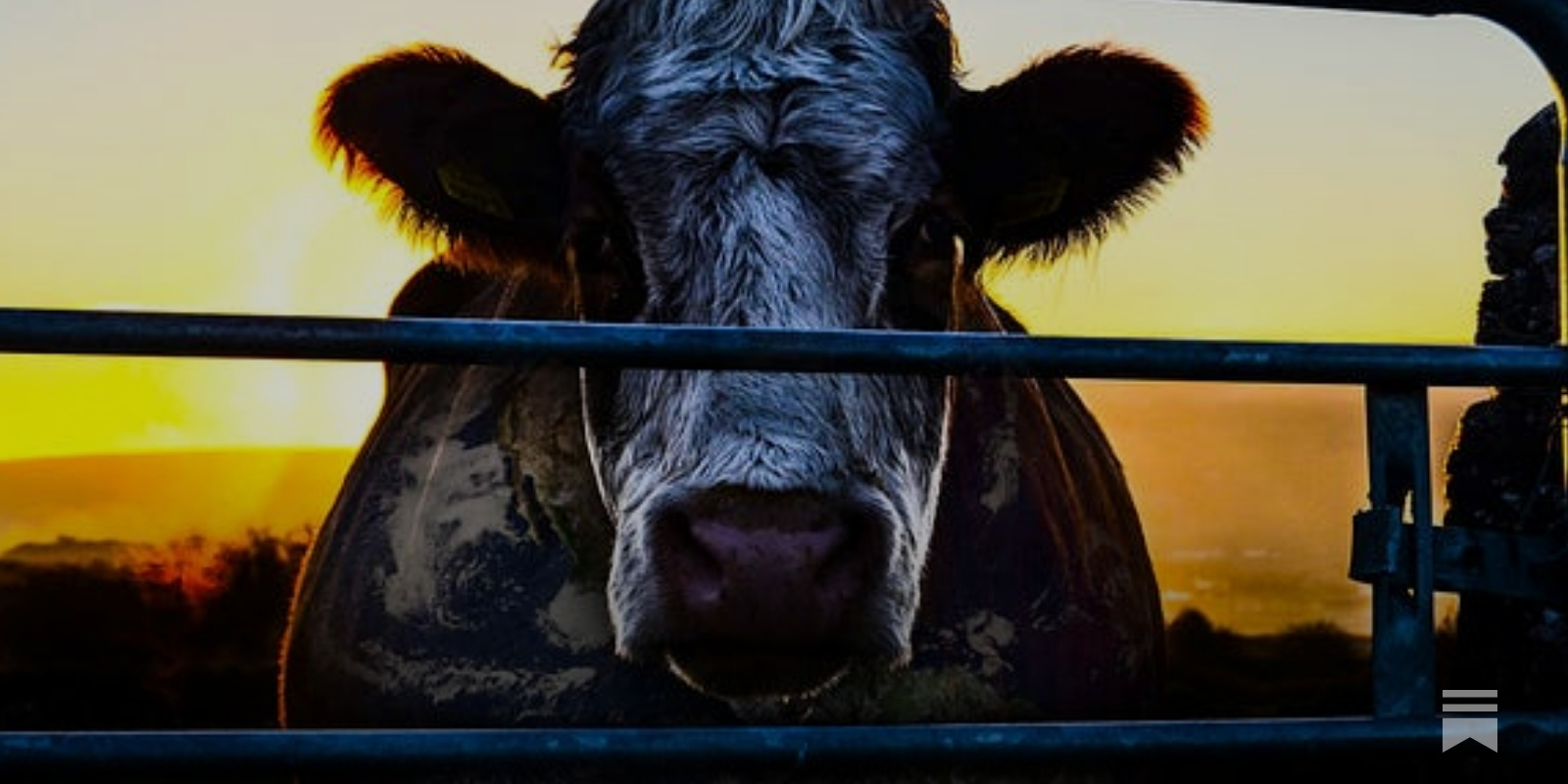 Watch Cowspiracy: The Sustainability Secret | Netflix