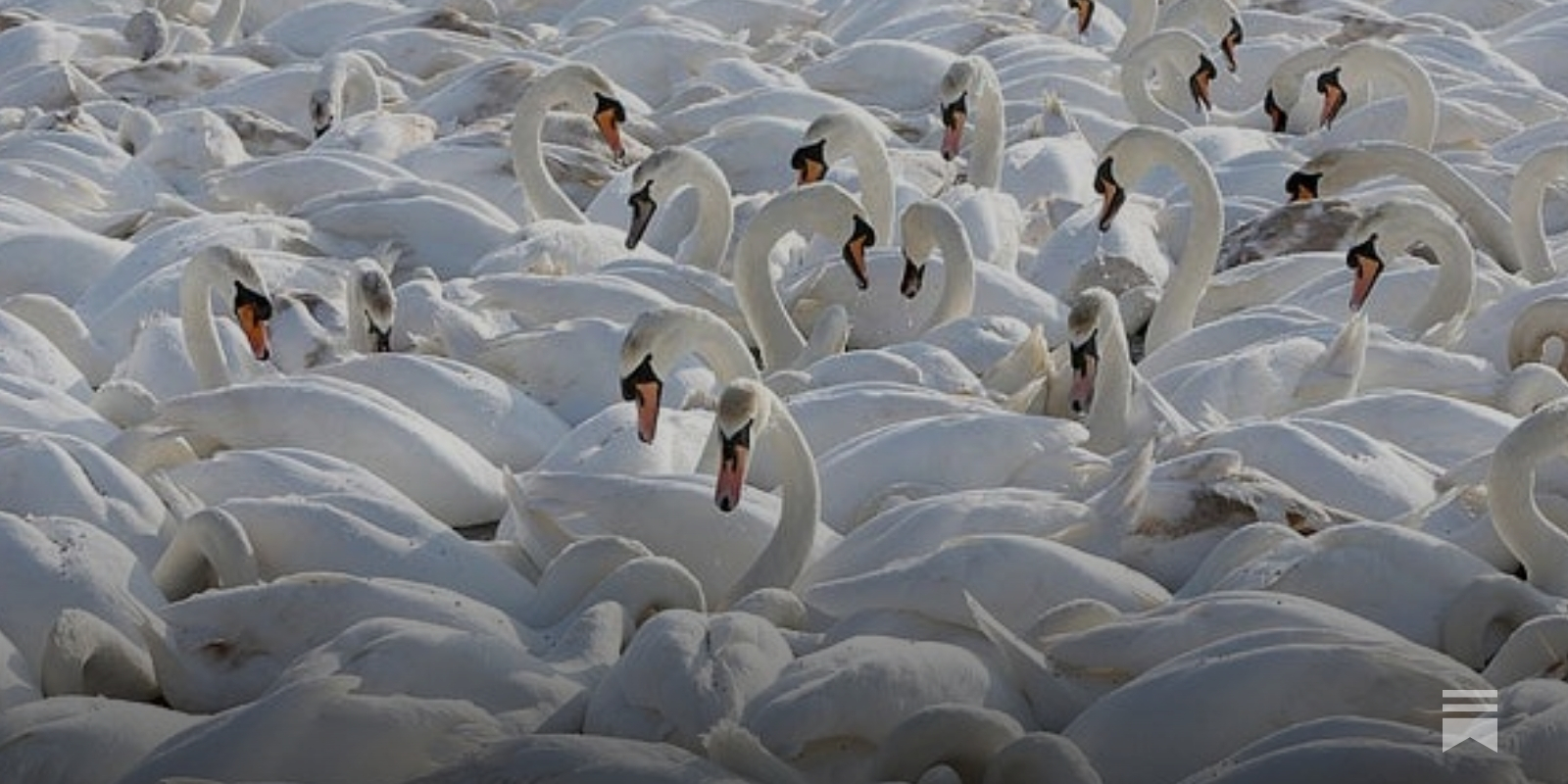 Grey swans, and what a bit of linguistics can teach you about