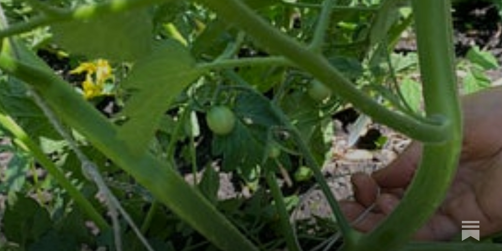 Pruning Tomato Plants - by Amy Pennington
