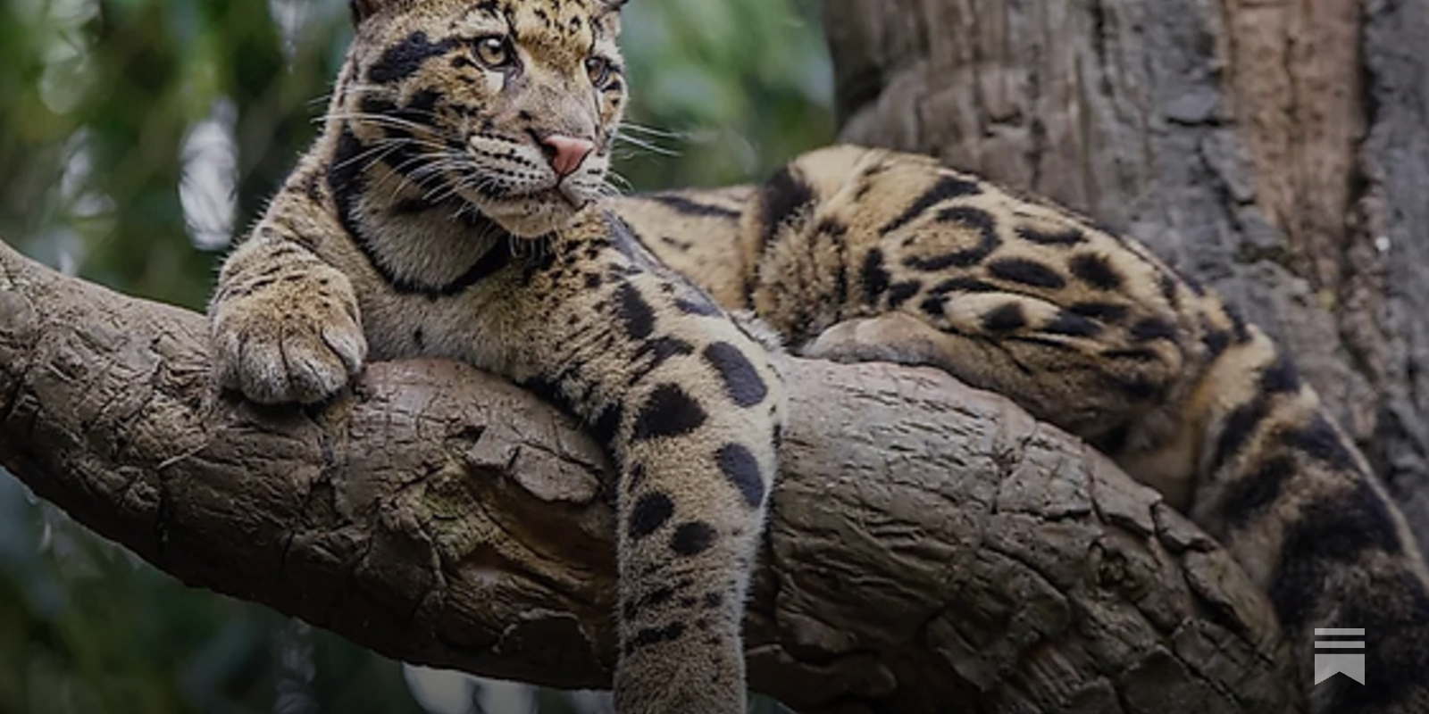 Darkening Picture for Asia's Clouded Leopards - Vimarsana News