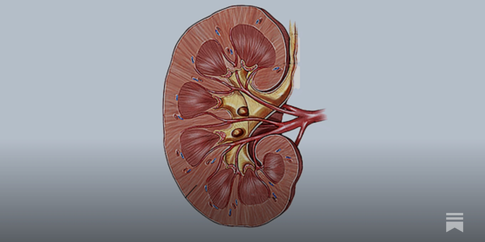My Left Kidney - Vimarsana News