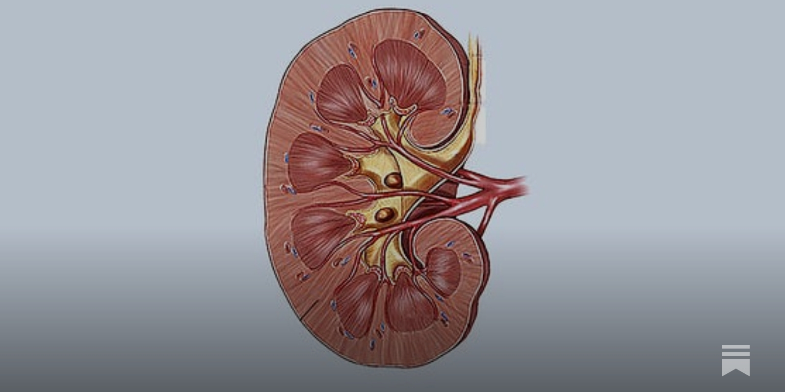 My Left Kidney - by Scott Alexander - Astral Codex Ten