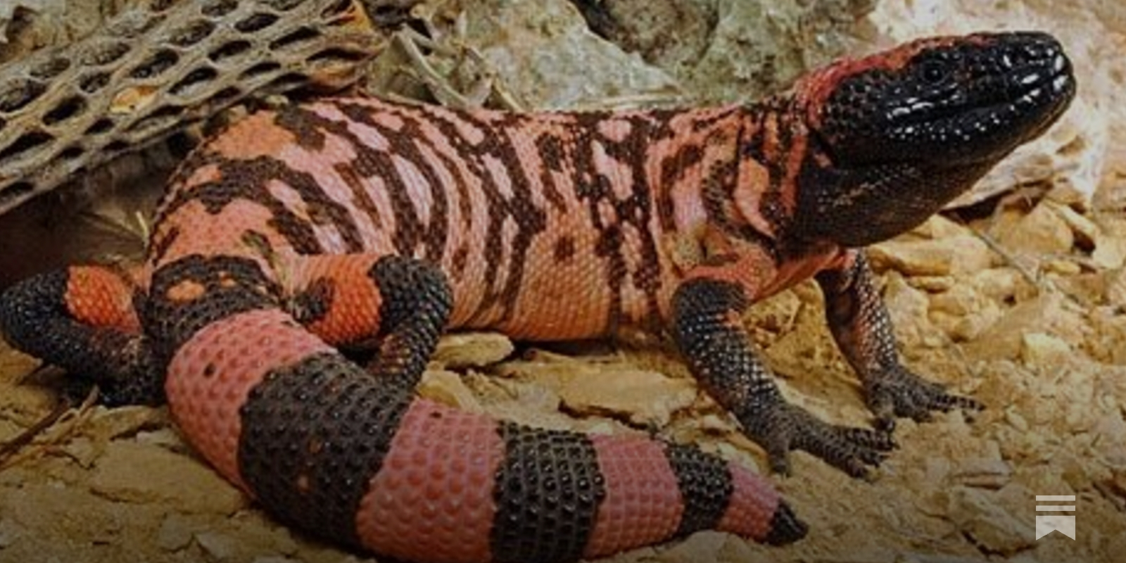 The Compounding Loophole