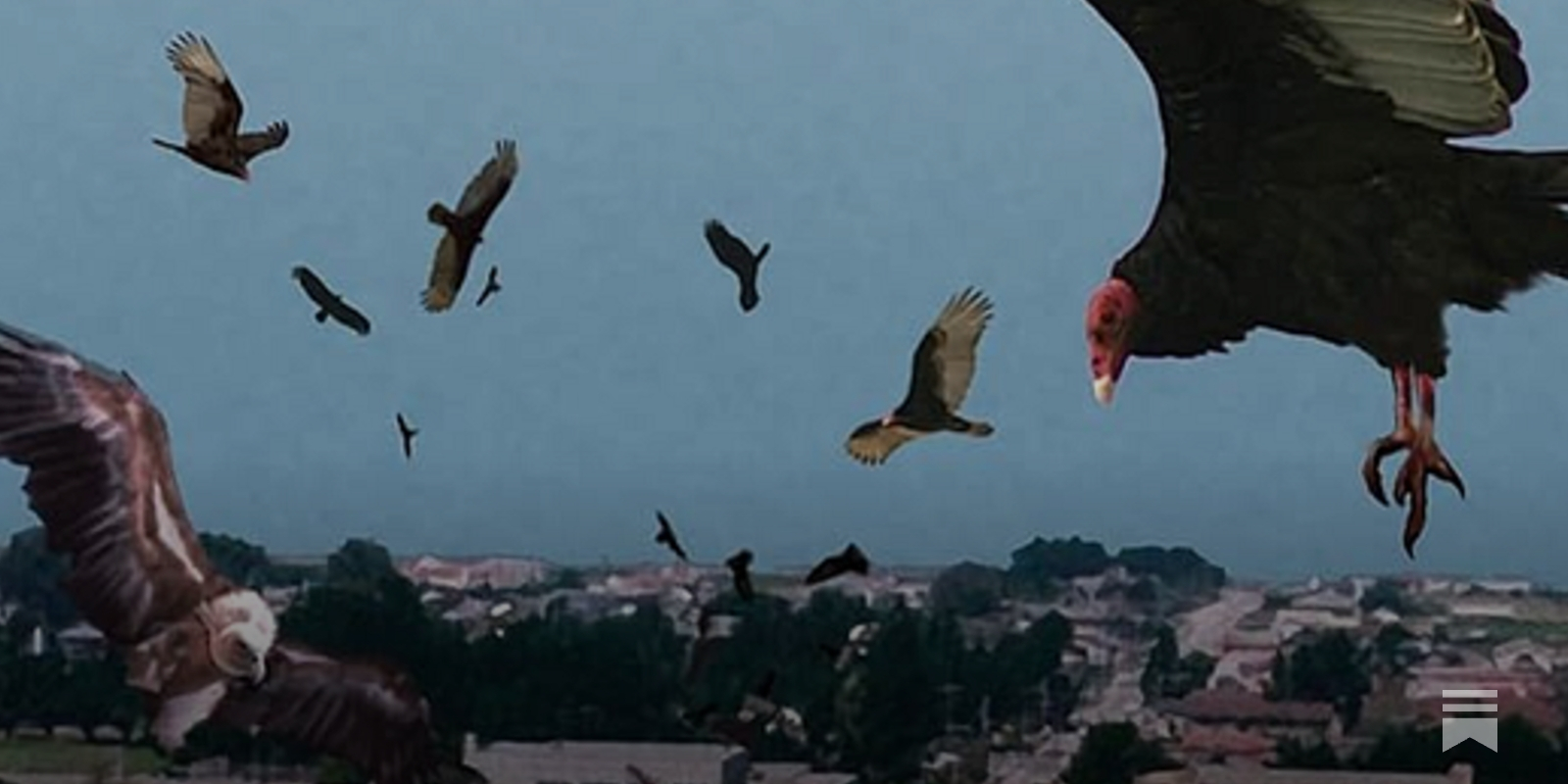 H5N1: Much More Than You Wanted To Know