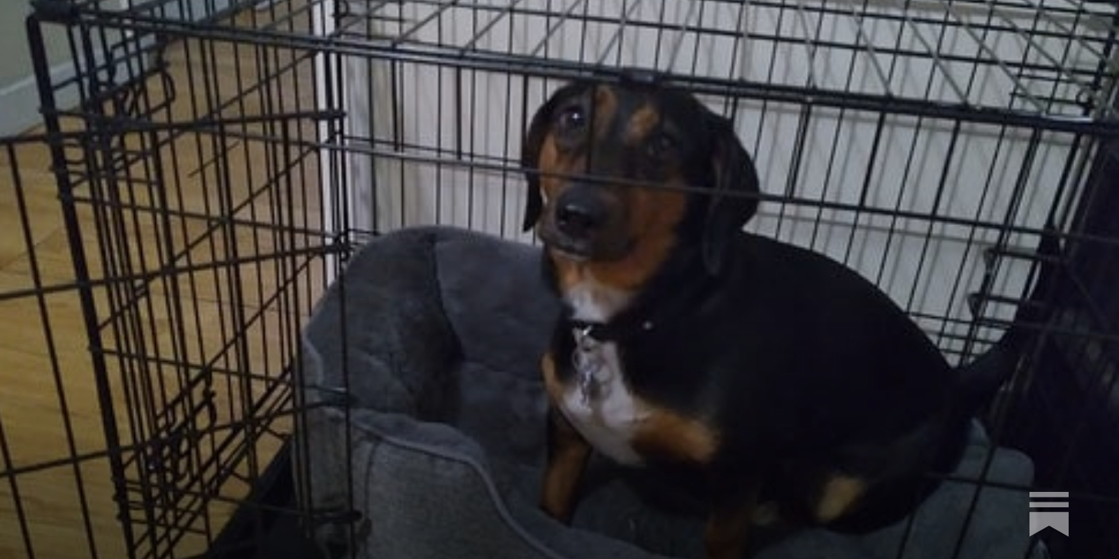 Making Your Dog's Crate Feel Like Home