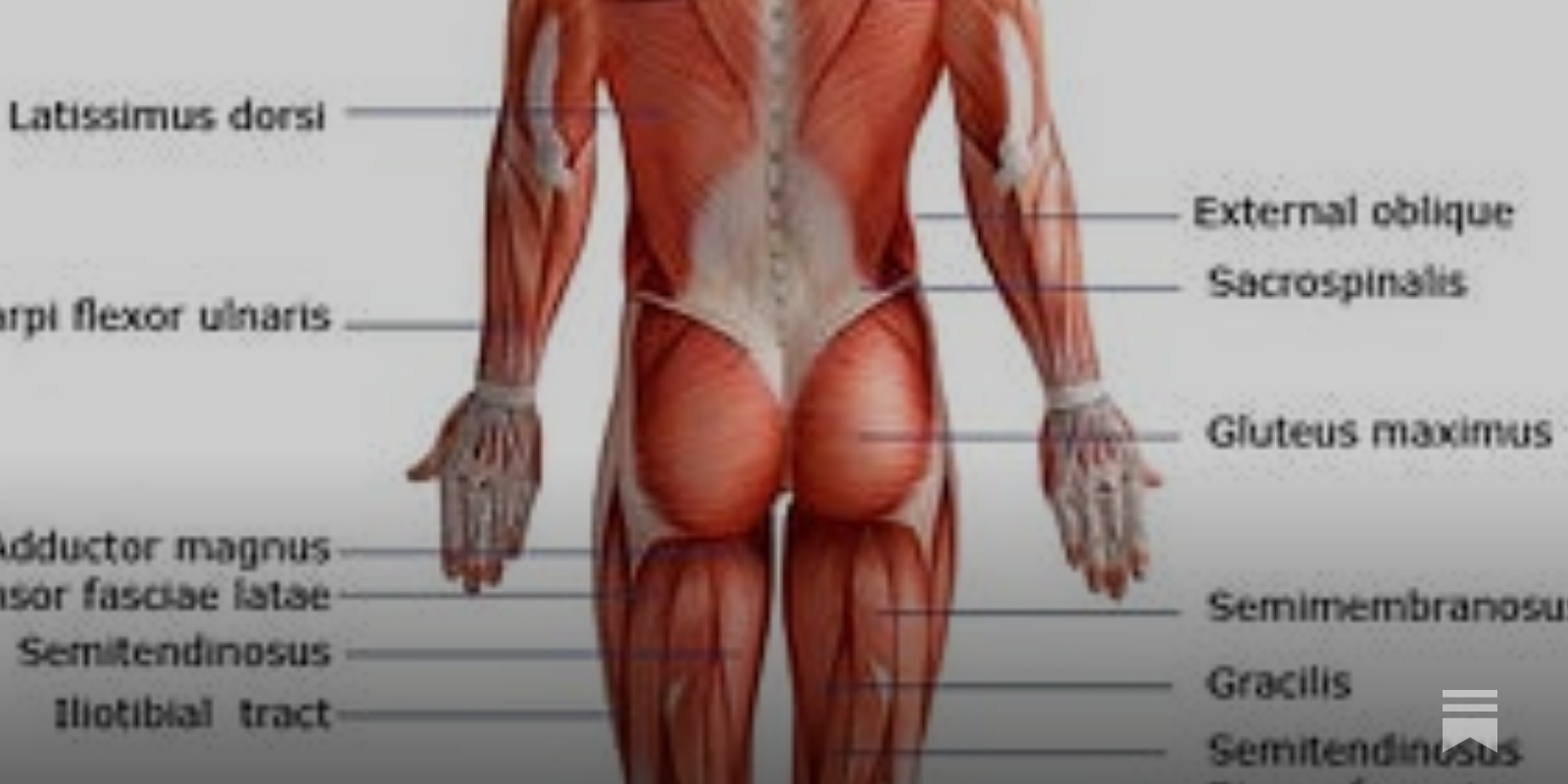 Major Muscles on the Back of the Body