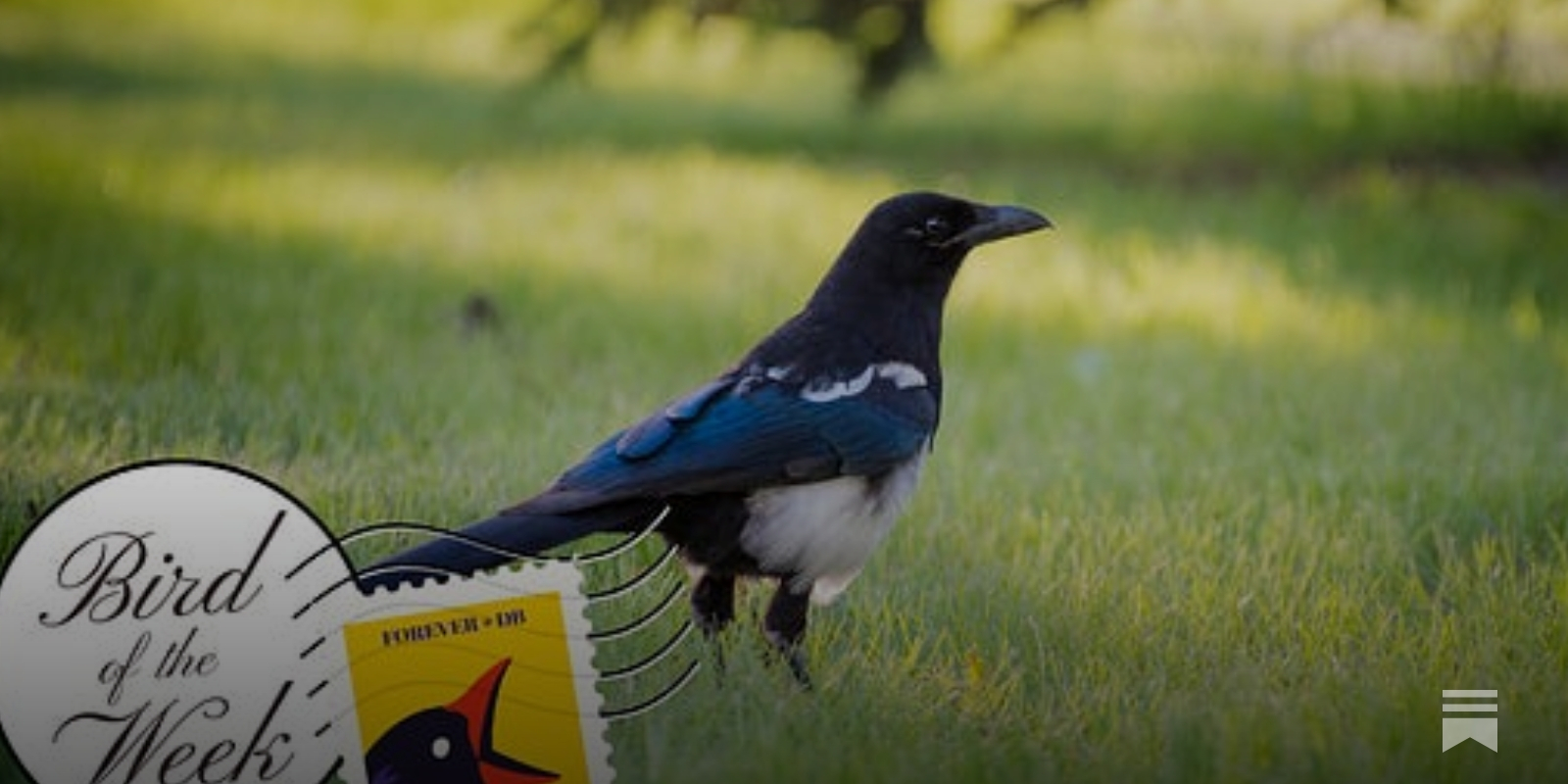 Magpie couple finally fly the coop at South.Point Tuggeranong after  month-long stay