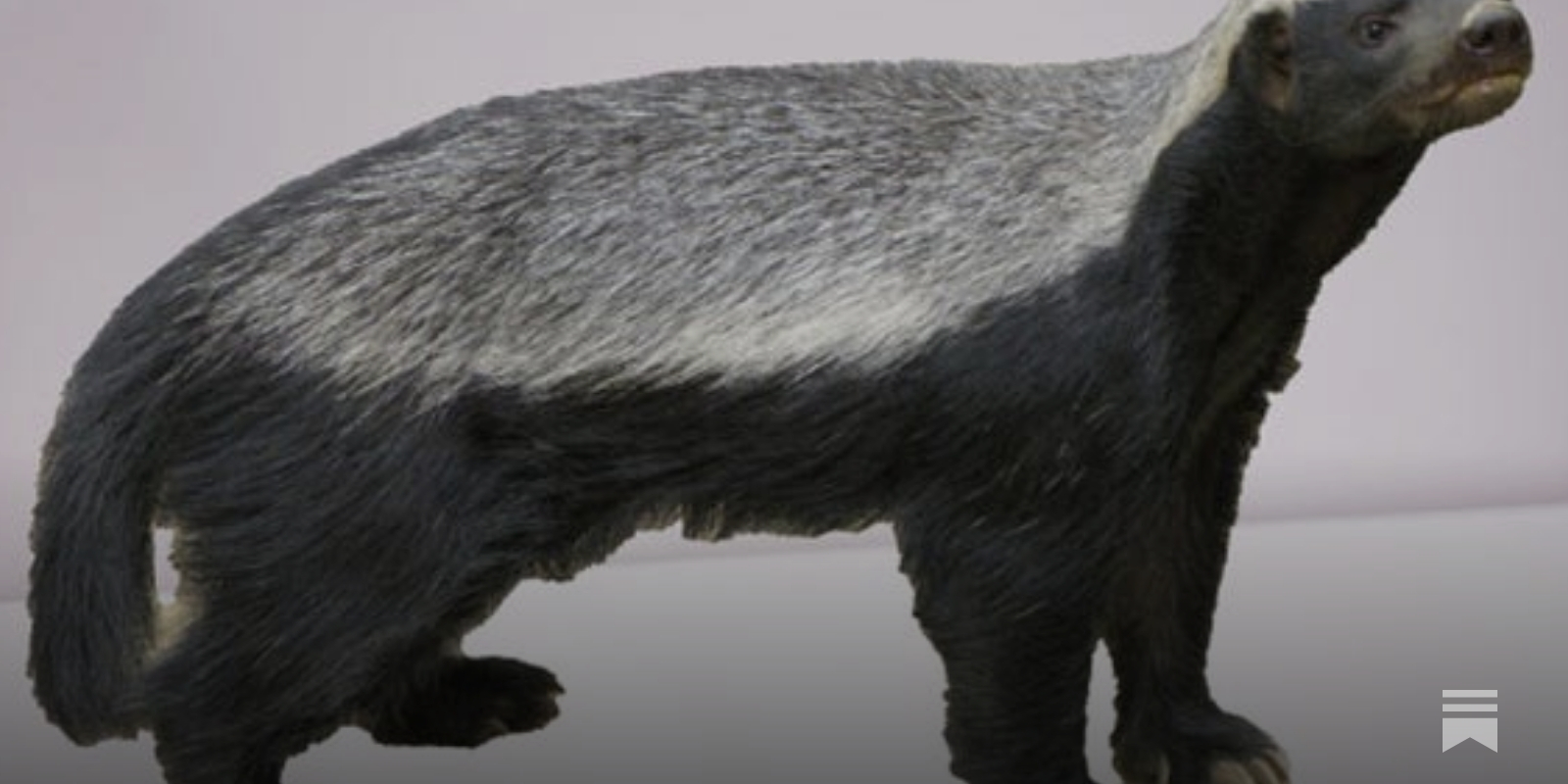 From Relative Obscurity to Internet Fame, the Honey Badger Don't Care