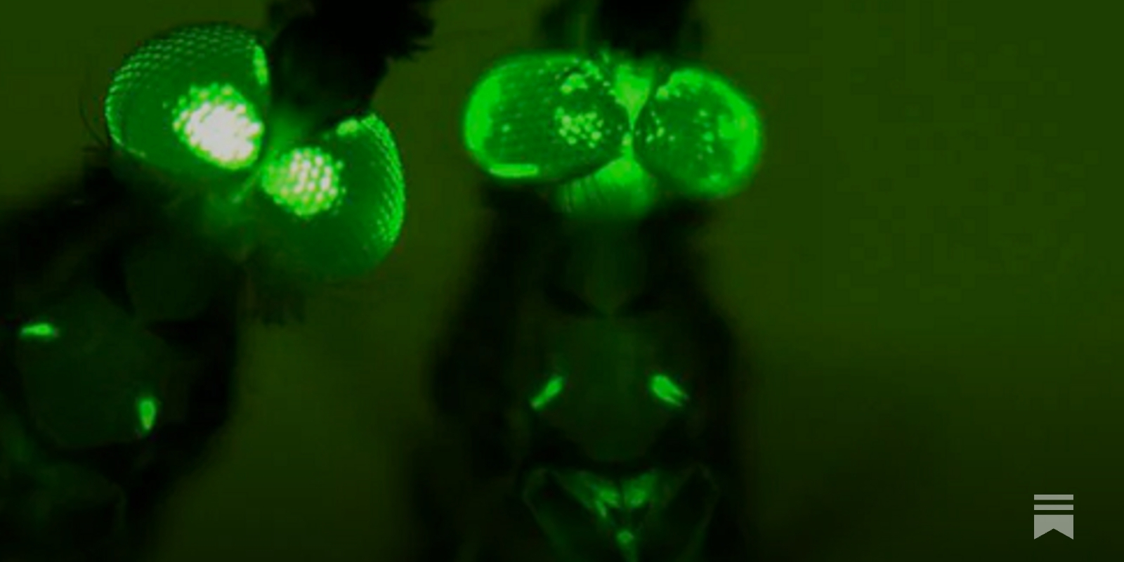 Genetically edited mosquitoes haven't scaled yet. Why?