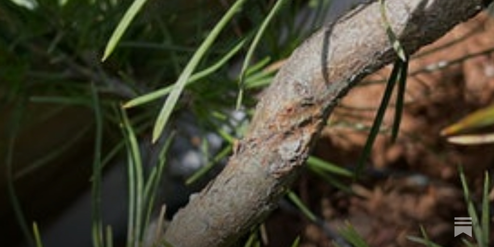 File:Pine bonsai with deep wire scars.jpg - Wikipedia