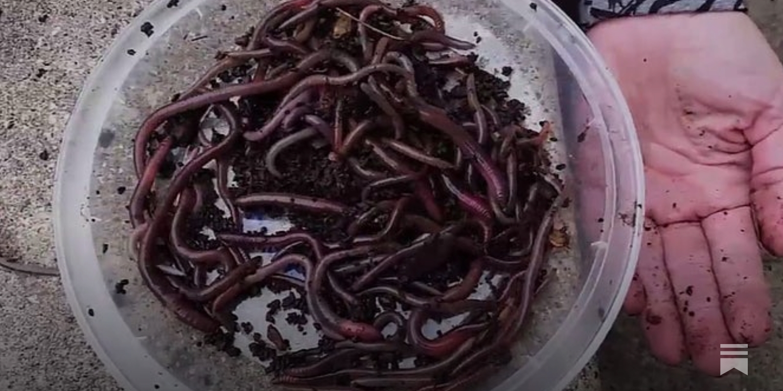 Earthworms - native and non-native, nightcrawlers and jumping
