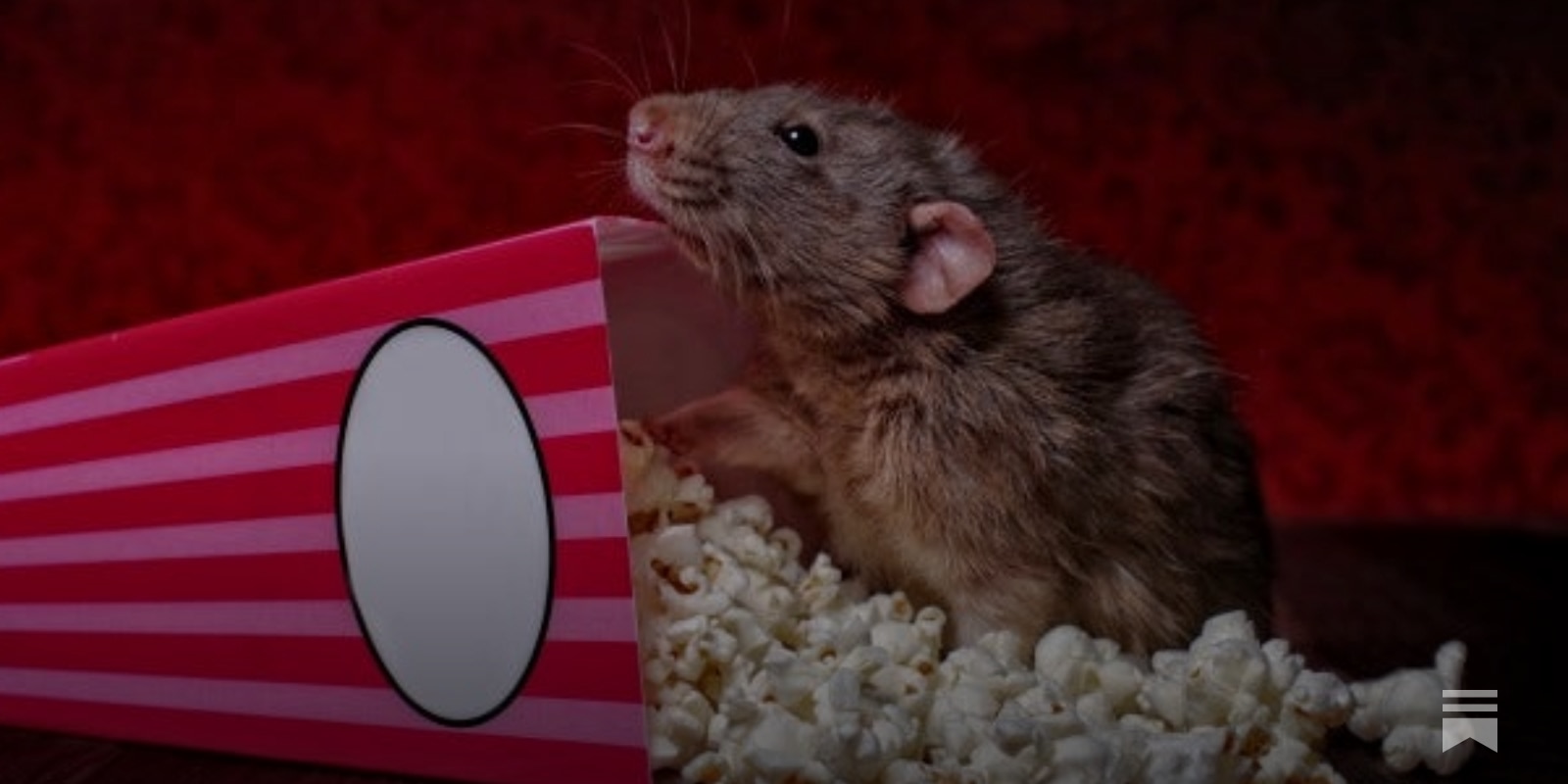 Top 5 Rat Movies I Made Up - by John Paul Brammer