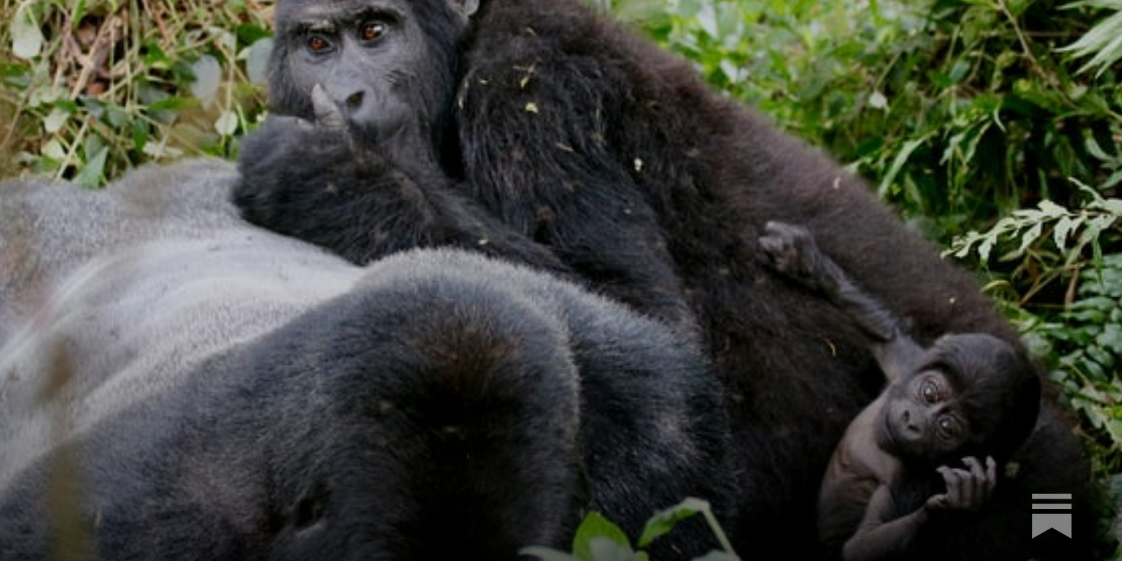 New study in Rwanda shows gorilla orphans thrive thanks to strong social  ties - RFI