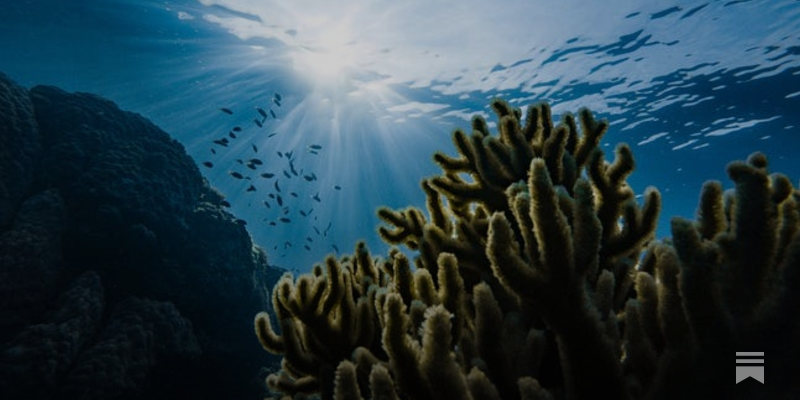 Plongeon sous la mer