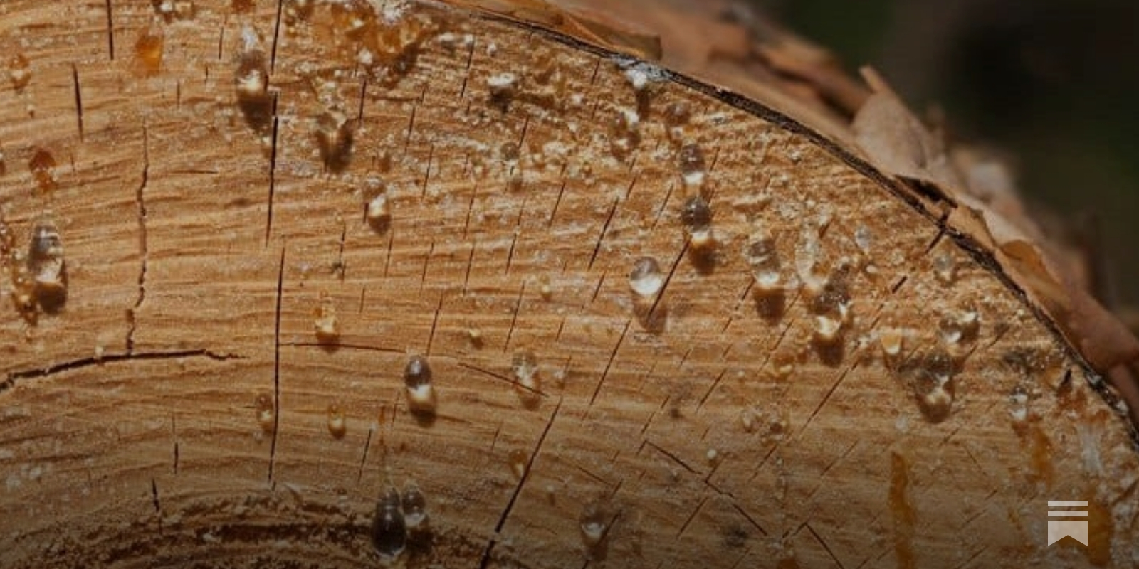 Cómo Engalletar Uniones de Madera: Herramienta y Consejos