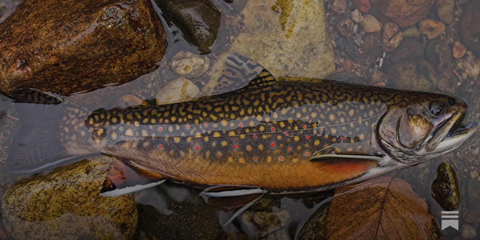 Brook Trouting Through Armageddon