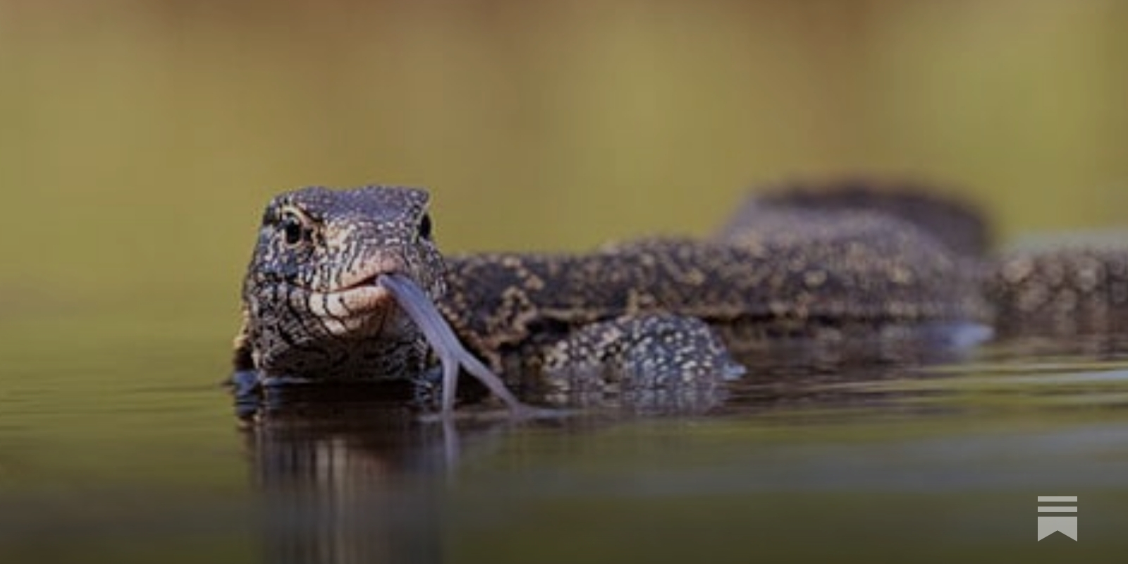 Nile monitor lizards, the aggressive, invasive beasts will eat anything