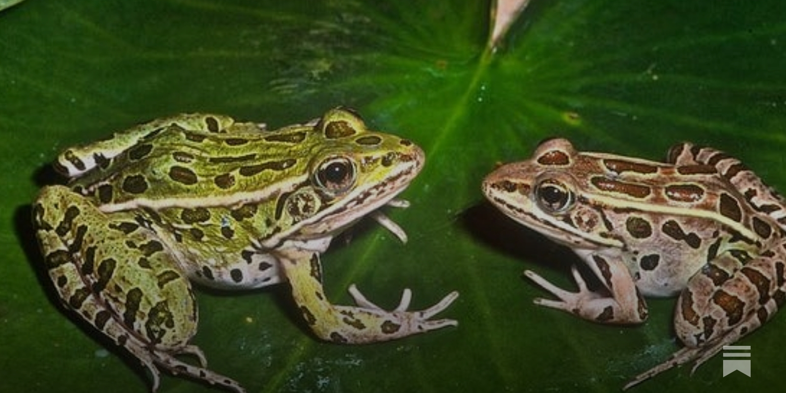 Male Frogs May Be Turning Female Thanks to Estrogen in Suburban Waste