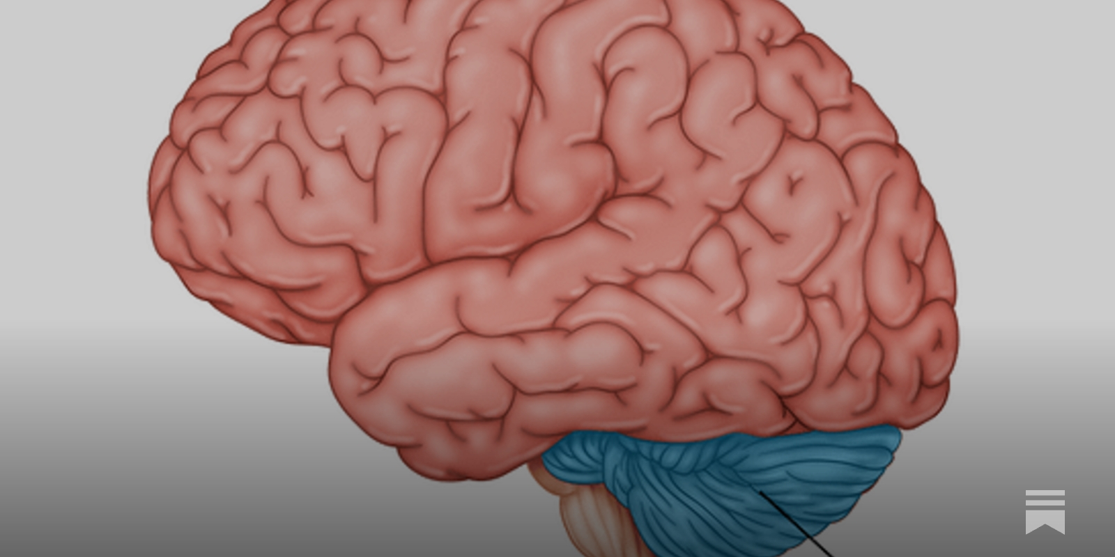 What does the Cerebellum Do Anyway? - Vimarsana News