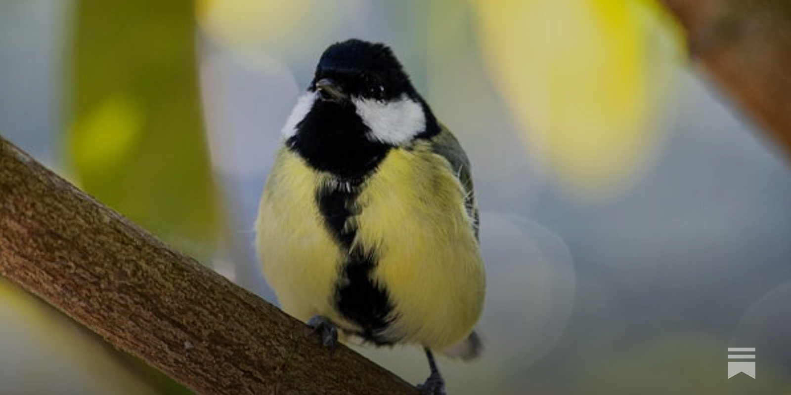 Great Tit - by Charlie Birdsong - Shriek of the Week