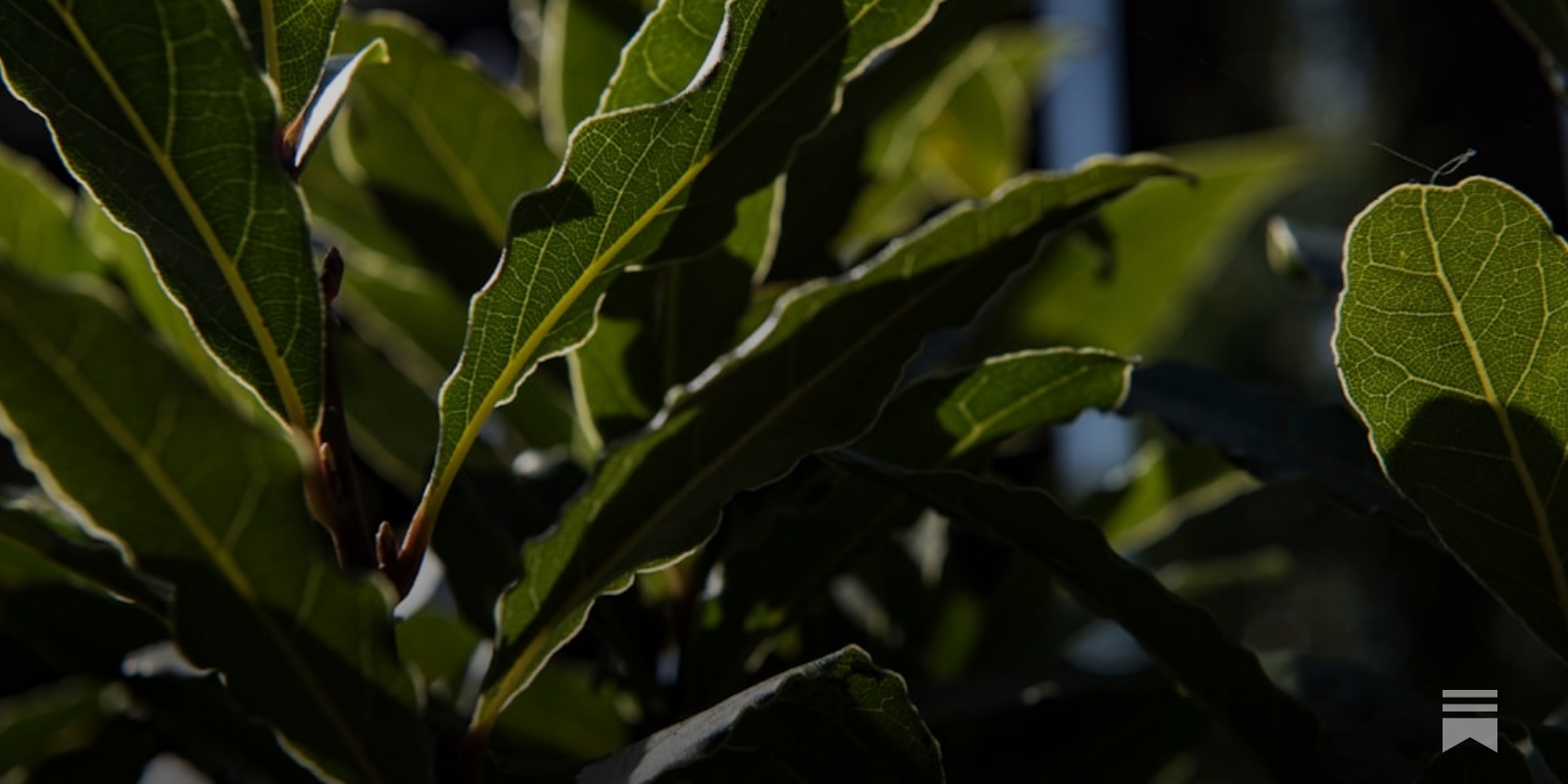 Turns Out, Bay Leaves Don't Actually Last Forever