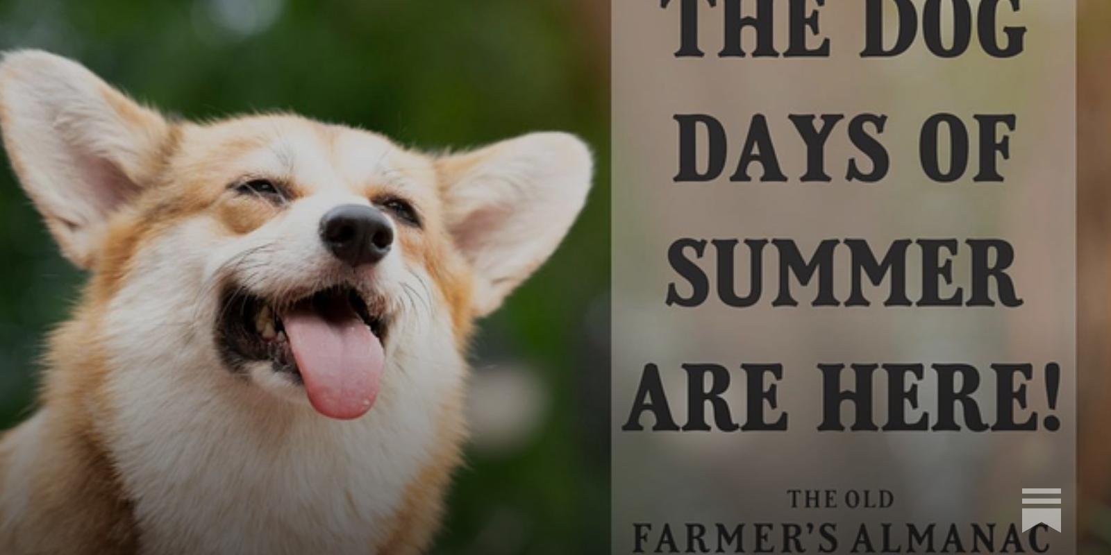 Sundays With Stephanie The Dog Days of Summer Recipes